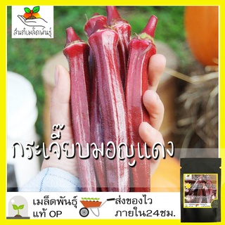 เมล็ดพันธุ์ กระเจี๊ยบมอญ สีแดง 30 เมล็ด Red Burgundy Okra Seed เมล็ดพันธุ์แท้ นำเข้าจากต่างประเทศ ปลูกผัก สวนครัว ถูกดี