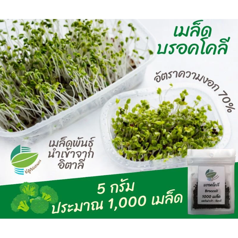 เมล็ดพันธุ์ ต้นอ่อน บลอคโคลี 5 กรัม (Broccoli Sprout)