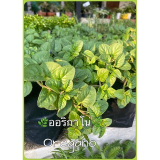 🌿ออริกาโน่.  oregano สมุนไพรฝรั่ง🌿สั่งขั้นต่ำสองต้นรวมสินค้าในร้านได้