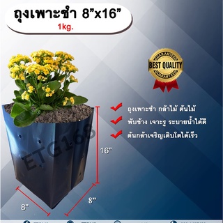 ถุงเพาะชำ 8”x16” 1 kg. ถุงเพาะชำสีดำ ถุงเพาะชำกล้าไม้ ต้นไม้ ถุงดำ