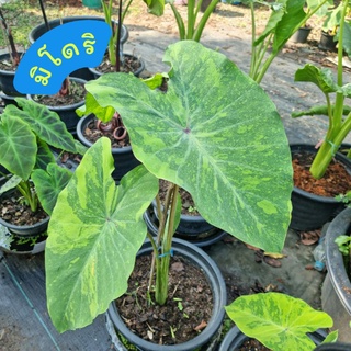 🌱โคโลคาเซียมิโดริ 🪴หน่อตัดสด❗️ colocasia midori