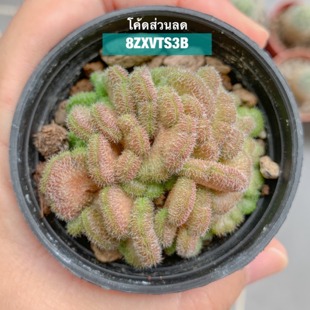 Mammillaria Compressa Cv Yokan Red Shopee Thailand