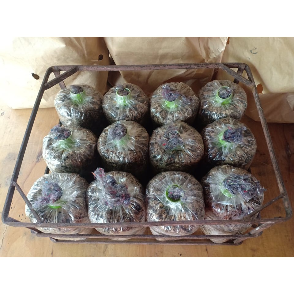 อัลบั้ม 94+ ภาพ จำหน่าย เชื้อ เห็ด ฟาง คุณภาพ อัปเดต