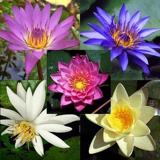 100 เมล็ด เมล็ดบัว คละสี นำเข้า บัวนอก สายพันธุ์เมล็ดบัว Waterlily Nymphaea Seeds