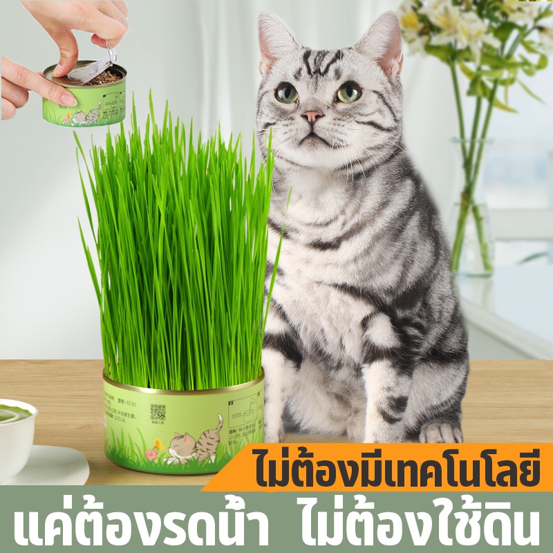 COD หญ้าแมว เมล็ดข้าวสาลี อัตราการงอกสูง กระป๋องอลูมิเนียม ง่ายต่อการใช้ ไม่ต้องใช้ดิน มือใหม่ก็ปลูกง่าย