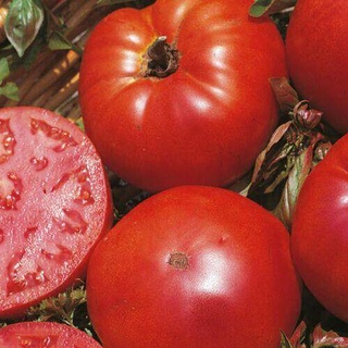 เมล็ดพันธุ์มะเขือเทศมาร์มานด์ (Marmande Tomato) จำนวน 30 เมล็ด