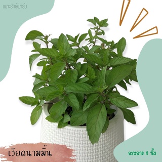 เวียดนามมิ้นต์ Vietnam mint #สมุนไพรฝรั่ง กลิ่นหอมอ่อน ต้นแข็งแรง