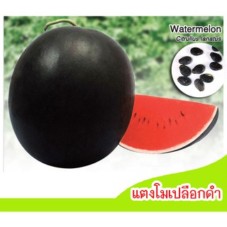 เมล็ดพันธุ์แตงโมดำ (watermelon) 25 เมล็ด  เมล็ดแตงโมดำ ปลูกแตงโมดำ พันธุ์แตงโม แตงโม แตงโมอร่อย ปลูกแตงโมกินเอง