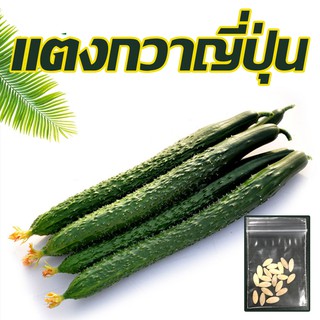 [10แถม1] เมล็ดแตงกวาญี่ปุ่น 10เมล็ด เมล็ดพันธุ์แตงกวาญี่ปุ่น Japanese cucumber