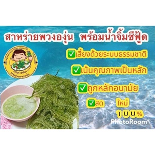 สินค้าขายดี  เมนูแนะนำ  สาหร่ายพวงองุ่น พร้อม น้ำจิ้มซีฟู้ดรสเด็ด1ก.ก