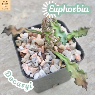 [ไดโนเสาร์ใบหยัก] Euphorbia Decaryi ส่งพร้อมกระถาง แคคตัส Cactus Succulent Haworthia ไม้อวบน้ำ พืชอวบน้ำ ไม้หนาม ไม้โขด