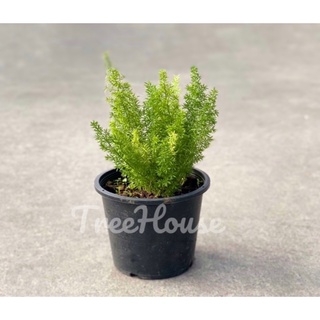 ปริกหางกระรอก กระถาง 8 นิ้ว / Foxtail Asparagus Fern