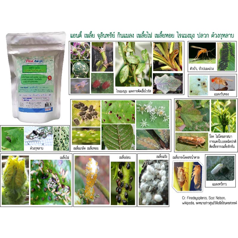 5. 3 พาวเวอร์  500 g. ไฟน์เดย์ นิยมมากในกลุ่มปลูกกุหลาบ กระบองเพชร และไม้ใบ ไตรโค ไตรโคเดอร์มา บีเอส บาซิลัสซับทีลิส