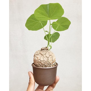 Stephania Erecta Craib ว่านบัวบก ขนาดเทียบกับไข่เป็ด ไม้ประดับ หายาก