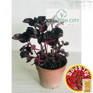 &lt;GardenMart4U&gt; Iresine Red Live Plant Pokok Outdoor Hiasan Landscape苹果/鲜花/玫瑰/上衣/男装/裙子/帽子/母婴/手链/seeds/ 9IQA