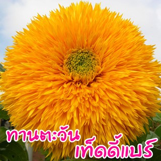 เมล็ดดอกไม้ 🌼 ทานตะวัน เทดดี้แบร์ Teddy Bear Sunflower  เมล็ดทานตะวัน  50 เมล็ด