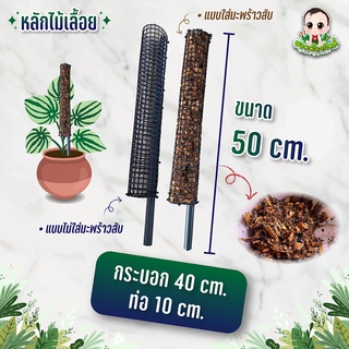 ถูกที่สุด หลักไม้เลื้อย เสาไม้เลื้อย ขนาด 50 cm ปราศจากเชื้อรา คุณภาพดีที่สุด