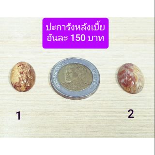 หินปะการัง หลังเบี้ย