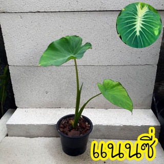 Colocasia Nancy แนนซี่