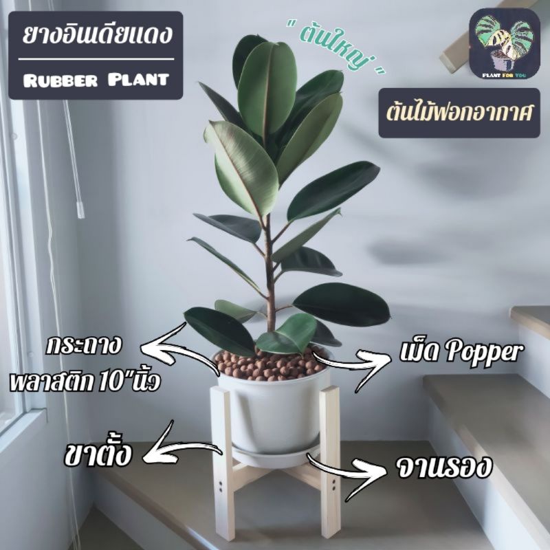 🌳ต้นยางอินเดียแดง (ใบเขียว) (Rubber Plant) ต้นใหญ่70-90Cm. พร้อมกระถางครบชุดพร้อมปลูก (ต้นไม้ฟอกอากาศ)