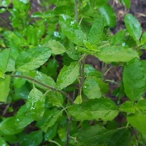 เมล็ดพันธุ์ กะเพราป่า ออกฤทธิ์แรง กลิ่นหอมฉุน และ เผ็ดร้อน ซองละ 29 บาท เมล็ดพันธุ์จากบ้านสวนปลูกต่อได้ - รูปที่ 2