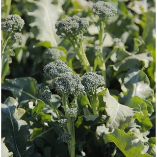 เมล็ด บล็อคโคลี่ เบบี้ ( Broccoli Baby Seed ) จำนวน 50 เมล็ด