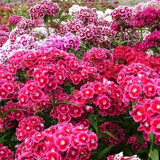 200/3,000 เมล็ด สวีทวิเลี่ยมคละสี - Mixed Sweet William (Dianthus barbatus) (ดอกไม้กินได้)