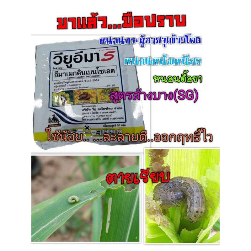 🐛วียูอิมา อีมาเมกติน เบนโซเอต 5% (SG) ( 50 กรัม ) อิมาเมกติน อิมาเม็กติน สารกำจัดแมลง ยาฆ่าหนอนชนิดต่าง ๆ หนอนม้วนใบ