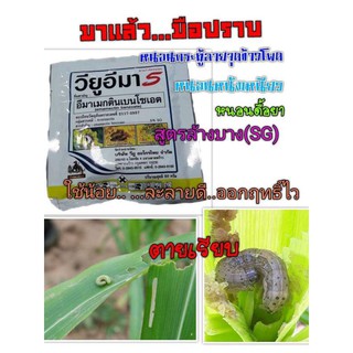 🐛วียูอิมา อีมาเมกติน เบนโซเอต 5% (SG) ( 50 กรัม ) อิมาเมกติน อิมาเม็กติน สารกำจัดแมลง ยาฆ่าหนอนชนิดต่าง ๆ หนอนม้วนใบ