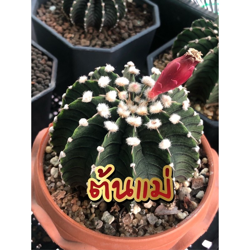 เมล็ด  LB2178 LB แท้