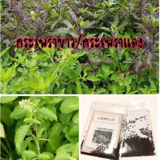 เมล็ดพันธุ์ กะเพราแดง Red hot basil 2000 เมล็ด/กะเพราขาว White hot basil 1000 เมล็ด กะเพรา (ซื้อ 10 แถม 1 คละอย่างได้)