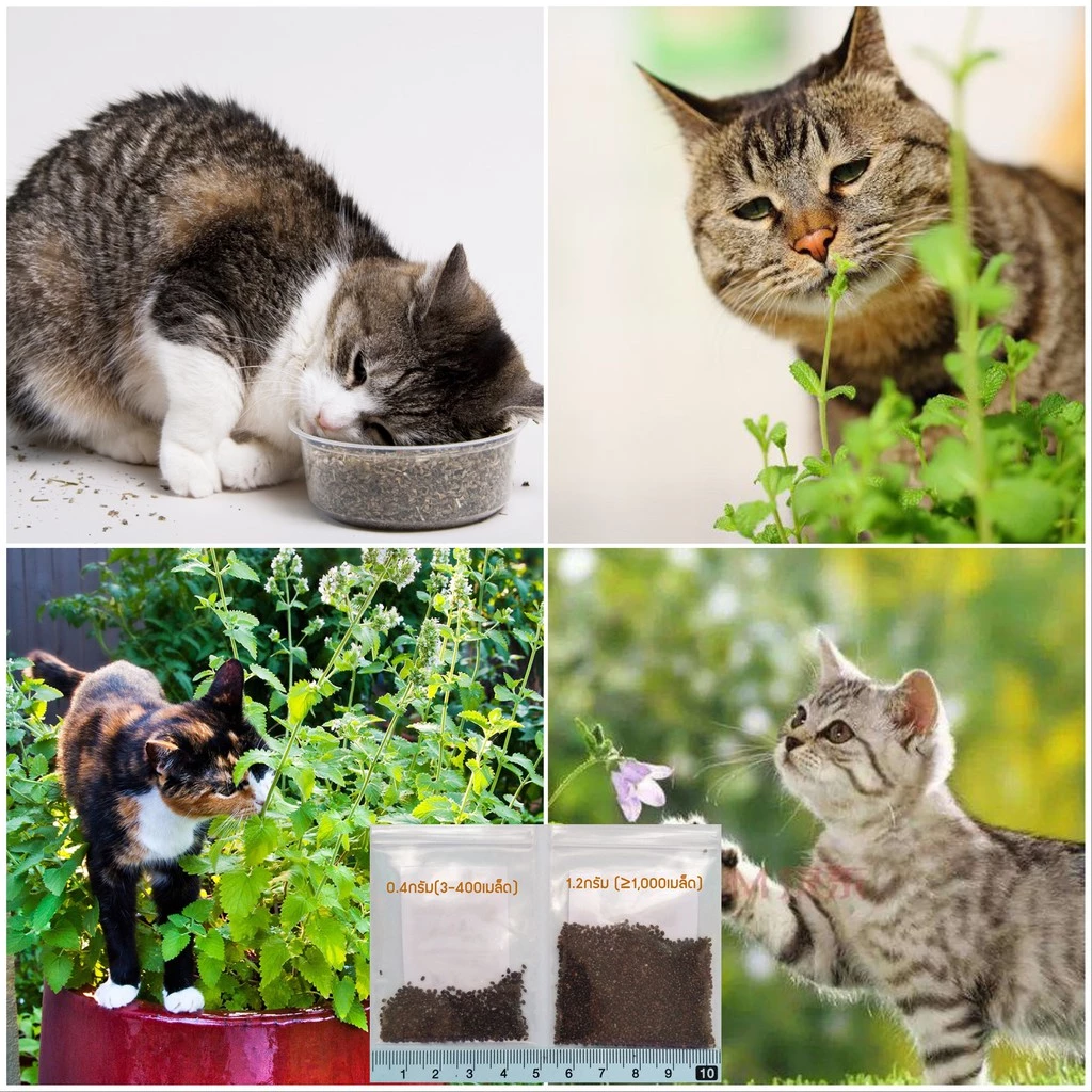 เมล็ดแคทนิป 3,000+เมล็ด Catnip สายพันธุ์OP****ศึกษาวิธีเพาะในรายละเอียดสินค้า****