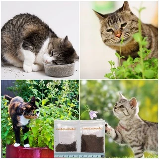เมล็ดแคทนิป 3,000+เมล็ด Catnip สายพันธุ์OP****ศึกษาวิธีเพาะในรายละเอียดสินค้า****