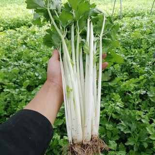 เมล็ดขึ้นฉ่ายขาวก้านขาวChinese Celeryเมล็ดแท้นำเข้าเมล็ดพันธ์ุแท้นำเข้าขึ้นฉ่ายก้านขาว