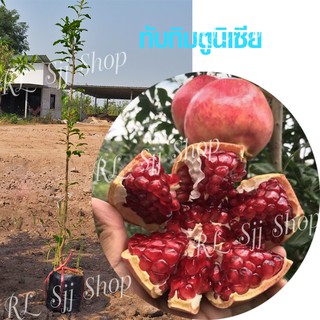 1ต้น ทับทิมตูนิเซีย(Tunisian pomegranates) สูงราว 90-100 ซม. ส่งทั้งต้นพร้อมดิน มีสินค้าพร้อมส่ง