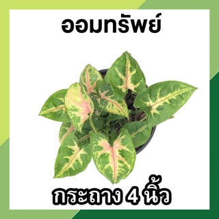 ต้นออมทรัพย์ ในกระถาง 4 นิ้ว ต้นไม้ฟอกอากาศ ต้นไม้มงคล พุ่มสวย ค้าขายร่ำรวย ปลูกในบ้านได้ เสริมดวง เสริมโชคลาภ