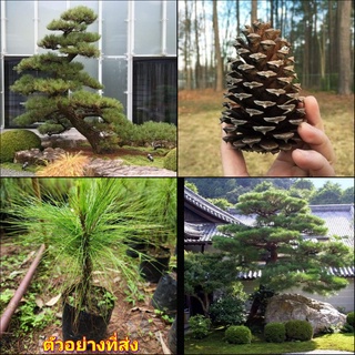 (1ต้น) ต้น ต้นสน Pinus kesiya สนสามใบ หรือ เกี๊ยะแดง สน ต้นสนสามใบ ทษณน