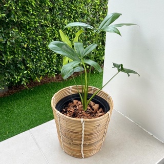 [ลด20% โค้ด”J5TPSAE”] Rattan Pot : กระถางหวาย กระถางต้นไม้ กระถางมินิมอล กระถางหวายเวียน กระถางต้นไม้มินิมอล