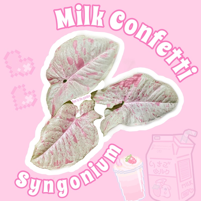 syngonium milk confetti 🌸🍼 น้องนมชมพู สายหวาน ตรงปก ไม่จกตา💕😊