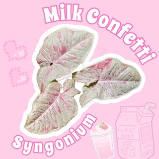 syngonium milk confetti 🌸🍼 น้องนมชมพู สายหวาน ตรงปก ไม่จกตา💕😊