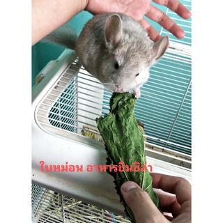 ใบหม่อนอบแห้ง อาหารชินชิล่า อาหารชินชิลล่า chinchilla