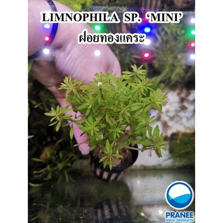 ฝอยทองแคระ LIMNOPHILA SP. ‘MINI’ – ฝอยทองแคระ ต้นไม้น้ำ ต้นไม้น้ำตกแต่งตู้ปลา ***กรุณาอ่านรายละเอียดก่อนสั่งซื้อ***