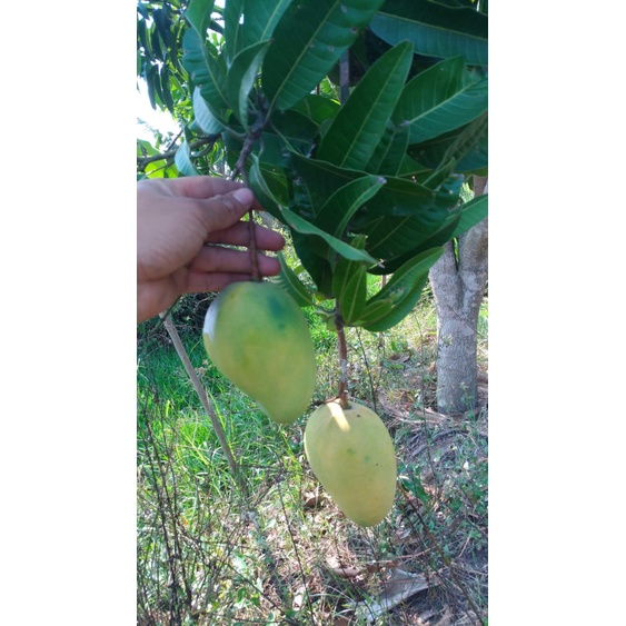 ต้นมะม่วงขายตึก (มะม่วงพันธุ์โบราณของแปดริ้ว) - รูปที่ 2