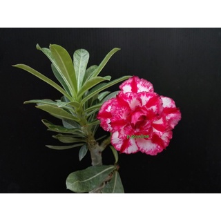 ไฉไล ต้นชวนชม ดอกซ้อน adenium desert rose plant