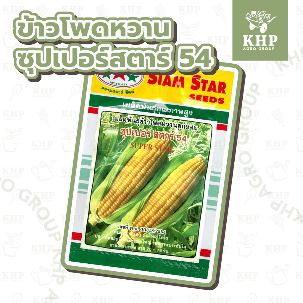 เมล็ดพันธุ์ ข้าวโพดหวาน ซุปเปอร์สตาร์ 54 🌟 F1 Hybrid ลูกผสม คัดพิเศษ 🌟 ฝักใหญ่ รสชาติหวานประทับใจ ปลูกได้ตลอดปี 20 กรัม
