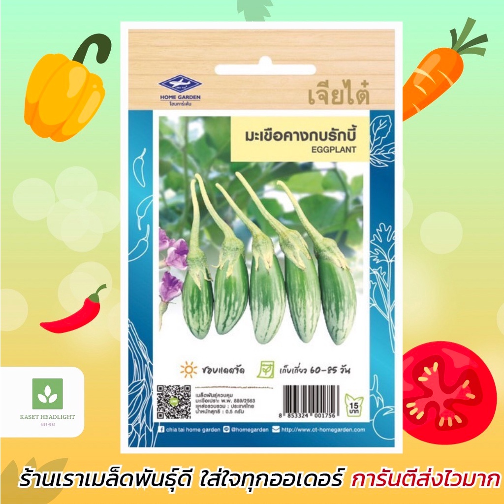 มะเขือ มะเขือคางกบ รักบี้ เจียไต๋ 150เมล็ด มะเขือเปราะ เมล็ดพันธุ์มะเขือเปราะ