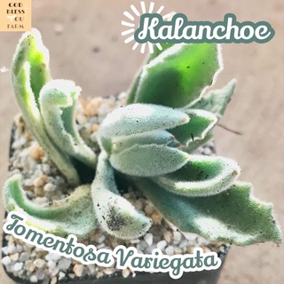 [คาลันโชแพนด้าด่างขาว] Kalanchoe Tomentosa Variegata ส่งพร้อมกระถาง แคคตัส Cactus Succulent Haworthia Euphorbia ไม้หายาก