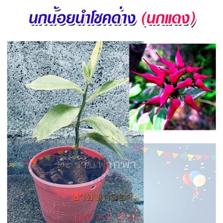 นกน้อยนำโชคด่าง (นกแดง) ไม้มงคล จัดส่งพร้อมกระถาง 3 นิ้ว