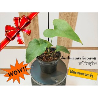 Anthurium brownii หน้าวัวหูช้าง ไซส์มินิ ไม้ฟอกอากาศ ไม้ใบทรงหล่อ หูใบกว้างปลายใบเรียว สีเขียวสดใส