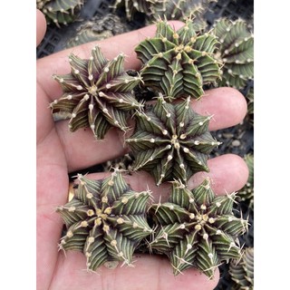 Gymnocalycium LB2178 HB (ไม้เมล็ดเพาะในไทย)